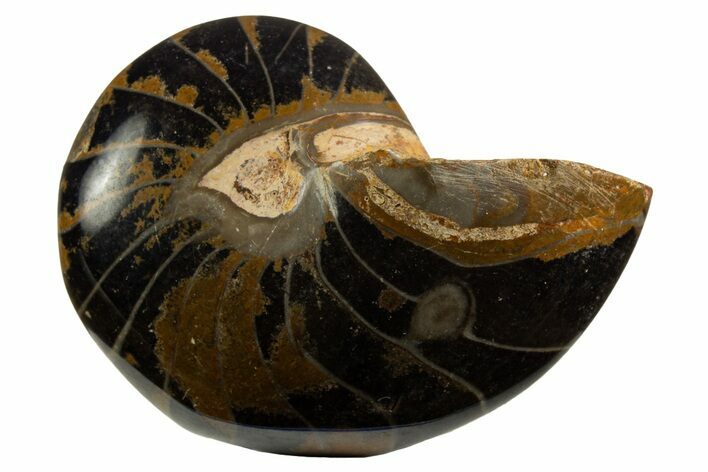 Polished Fossil Nautilus (Cymatoceras) - Unusual Black Color! #329253
